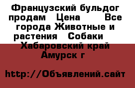 Французский бульдог продам › Цена ­ 1 - Все города Животные и растения » Собаки   . Хабаровский край,Амурск г.